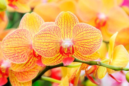 gelbe Schmetterling-Orchidee, Nahaufnahme von Foto