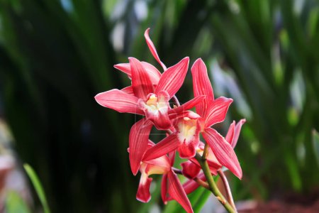 orchid flower, closeup of photo