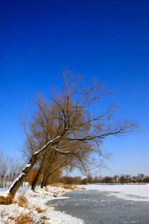 Naturkulisse, Bäume im Schnee, Nahaufnahme des Fotos