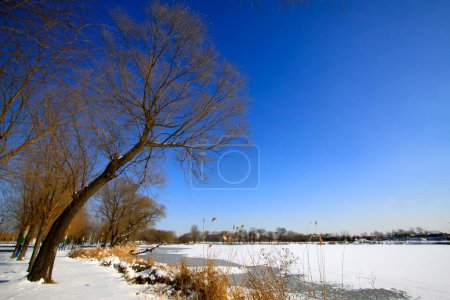 paysages naturels, arbres dans la neige, gros plan de la photo