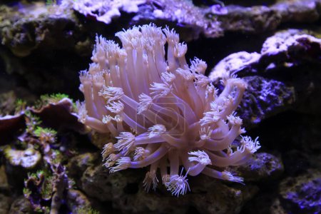 Photo for Corals in an aquarium - Royalty Free Image