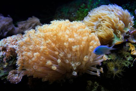Photo for Corals in an aquarium - Royalty Free Image