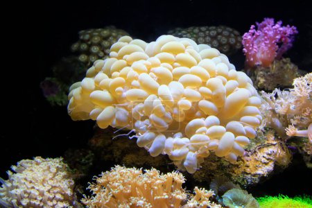 Photo for Corals in an aquarium closeup of photo - Royalty Free Image