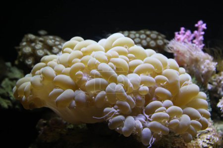 Foto de Corales en un acuario - Imagen libre de derechos