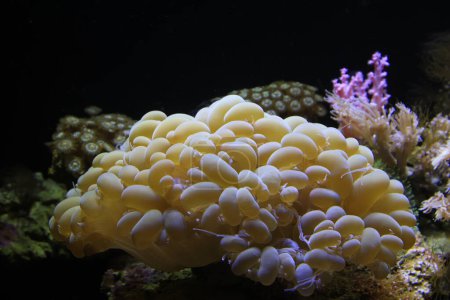 Corales en un acuario