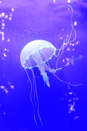 jellyfish swimming in blue background