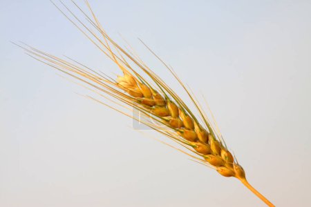 mature grain in the fields