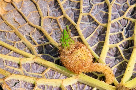 Gorgon Euryale Samen und Blatt