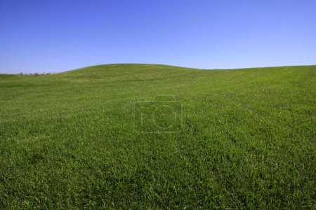 Photo for Golf course lawn, closeup of photo - Royalty Free Image
