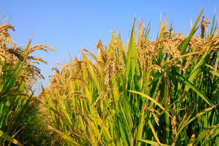 campo de arroz en el norte de China