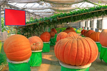 Ornamental pumpkin in a greenhouse