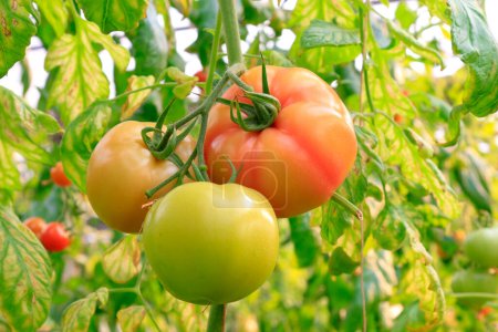 tomate en una plantación