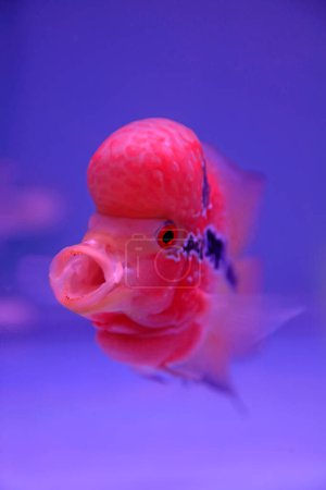 Photo for Flower horn in blue aquarium, closeup of phot - Royalty Free Image