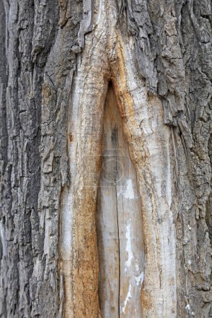 Canada Yang bark, closeup of photo