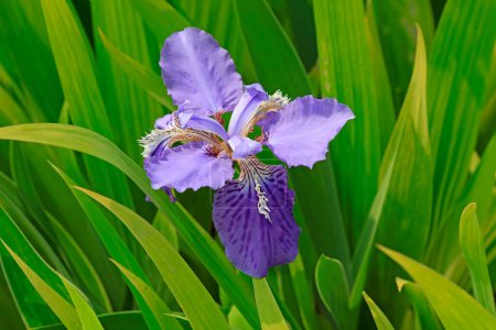 Purple iris in a garde