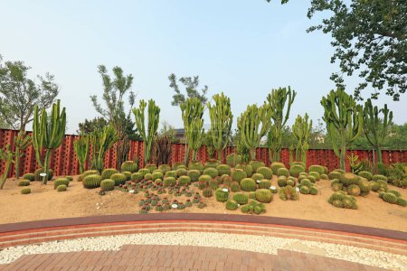 Kaktuspflanzen in einem botanischen Garten