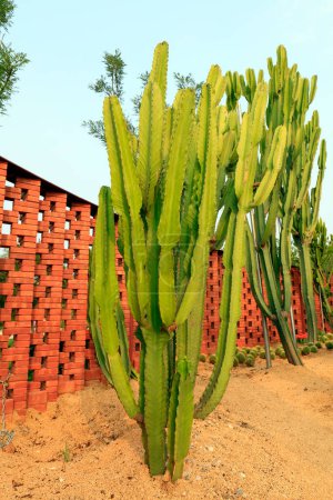Kaktuspflanzen in einem botanischen Garten