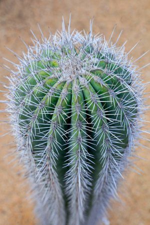 Cactus plants Pachycereus pringlei in a garden