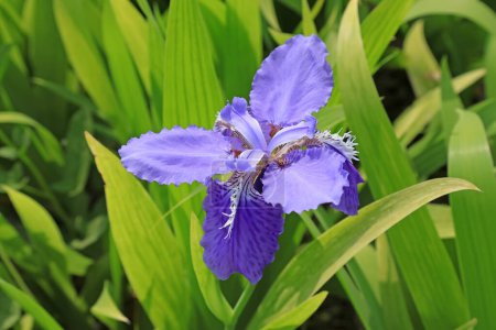 Purple iris in a garden