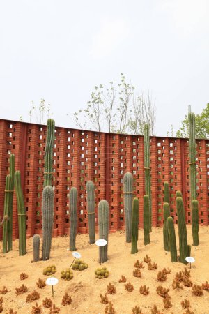 Kaktuspflanzen im botanischen Garten