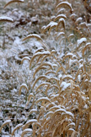 Téléchargez les photos : Boue d'herbe dans la neige - en image libre de droit