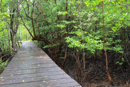 Photo for Wood path way among the Mangrove forest, Thailand - Royalty Free Image