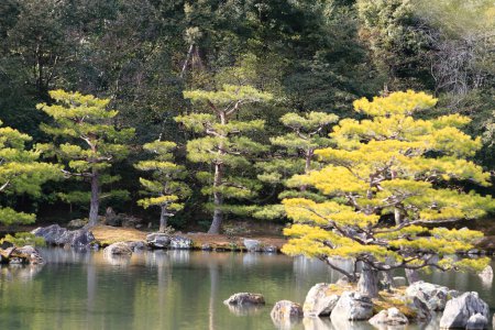 Photo for Kyoto, Japan - Japanese garden at famous Kinkakuji (Kinkaku-ji) - Royalty Free Image