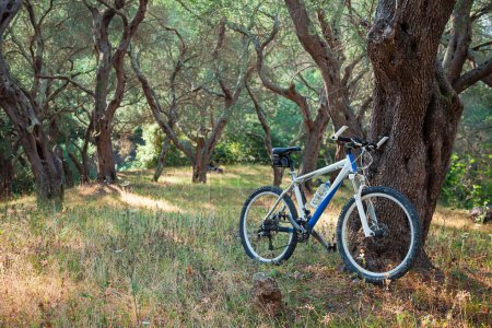 Foto de Bicicleta de montaña en un olivar, contra un árbol; espacio para copiar - Imagen libre de derechos