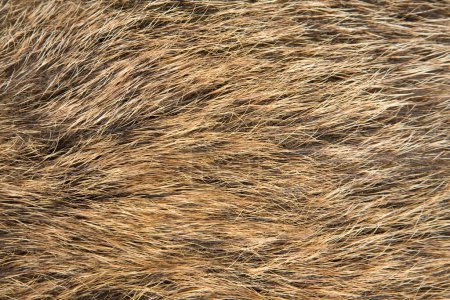 Téléchargez les photos : Texture de fourrure rugueuse rouge, fond texturé - en image libre de droit