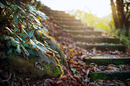 Foto de Vieja escalera en el bosque otoñal, cubierta de hojas caídas - Imagen libre de derechos