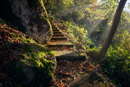 Photo for Abandoned staircase in the autumn forest leading through stones and trees - Royalty Free Image