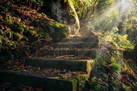 Téléchargez les photos : Escalier abandonné dans la forêt d'automne menant à travers les pierres et les arbres - en image libre de droit