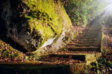 Photo for Abandoned staircase in the autumn forest leading through stones and trees - Royalty Free Image