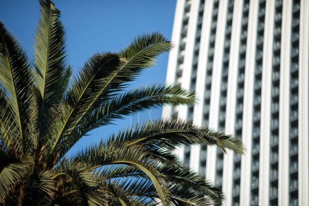 Photo for Minimalistic photo of a modern building with a striped pattern on its exterior stands out against a clear blue sky. A palm tree is visible to the left of the building, adding a touch of greenery to the scene. Focus on the palm tree. - Royalty Free Image