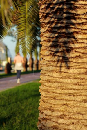 Photo for Summer evening in a public park. Trunk of a palm tree in the foreground, running people on a blurred background. - Royalty Free Image