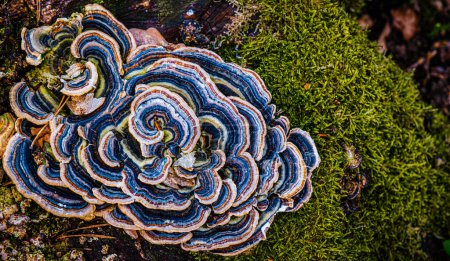 Téléchargez les photos : Champignons multicolores sur un tronc avec mousse - en image libre de droit