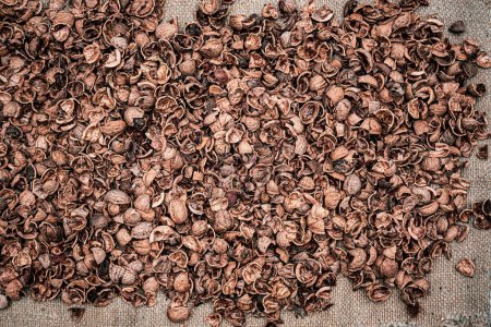 Foto de Crushed walnut shells on old Jute sack to be used as fertilizer for plants. decomposing walnut shells release nutrients such as iron. zinc, potassium, sodium and phosphorous - Imagen libre de derechos