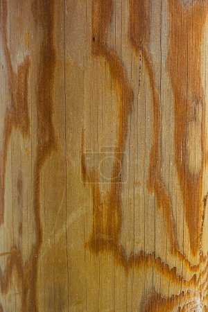 Photo for Highly Detailed Wood Grain with wooden knob and striations - Royalty Free Image