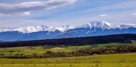 Foto de La escena del país con ovejas pastando y las montañas rumanas Fagaras en el fondo, condado de Sibiu - Imagen libre de derechos
