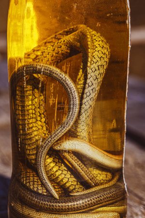 Photo for Alcoholic drink, tincture using a snake. Alcoholic drink infused with snake venom. Homemade alcohol with the addition of snake and herbs. A potion with medicinal herbs and a snake. - Royalty Free Image