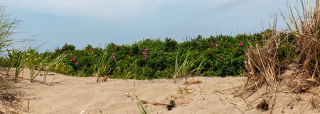 Photo for Panorama view of Beach grass and bushes growing in the sand in Narragansset Rhode Island - Royalty Free Image