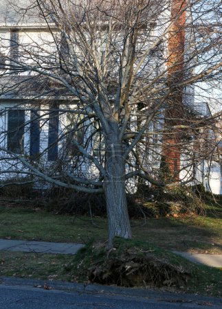 Arbre tombe sur la maison pendant la veille de Noël tempête de vent froid à Babylon Village Long Island New York.
