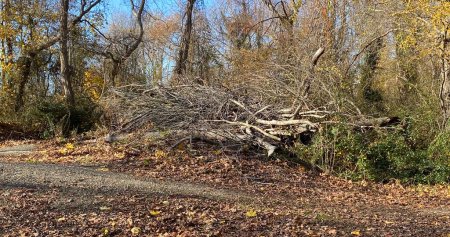 Clean up after a storm of fallen tree branches stacked by the dirt trails in the woods of Southards Pond Park in Babylon Village New York.