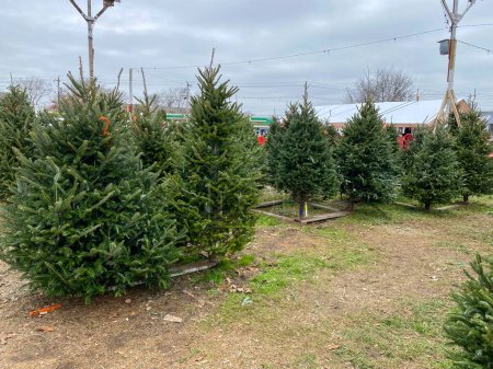 Téléchargez les photos : Many Christmas trees foe sale displayed standing up to help customers make a decision. - en image libre de droit