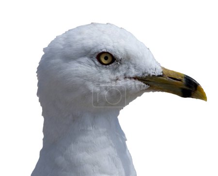 Photo for Close up of one seagulls white head and yellow beak profile. - Royalty Free Image