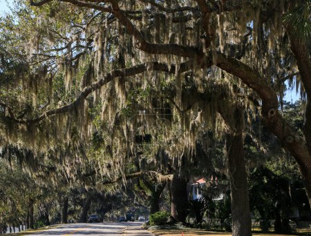Photo for A serene street winds through a canopy of trees adorned with Spanish moss, creating a mystical atmosphere as the moss sways gently in the breeze hanging over Bay Street In Beaufort South Carolina - Royalty Free Image