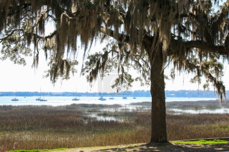 Spanish moss hanging from tree on Bay street with a marsh and water in the background with boats docked in Beaufort South Carolina.