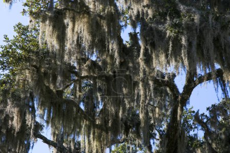 Mirando al musgo español colgado de un gran árbol en Beufort Sout Carolina
