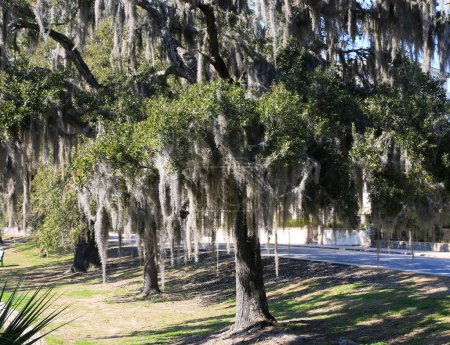 The afternoon sun shinning on a beautiful live oak with spanish moss on the side of Bay street in Historic Beaufort South Carolina