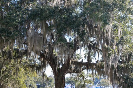 Musgo español colgando de un árbol con un río en el fondo en el histórico Beaufort Carolina del Sur